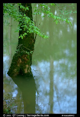 Flooded trees and reflections in Echo River Spring. Mammoth Cave National Park, Kentucky, USA.