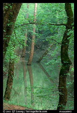 Trees reflected in green water of Echo River Spring. Mammoth Cave National Park, Kentucky, USA.