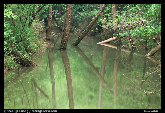 Trees and reflections in Echo River Spring. Mammoth Cave National Park (color)