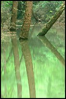 Trees and reflections in green waters of Echo River Spring. Mammoth Cave National Park, Kentucky, USA. (color)