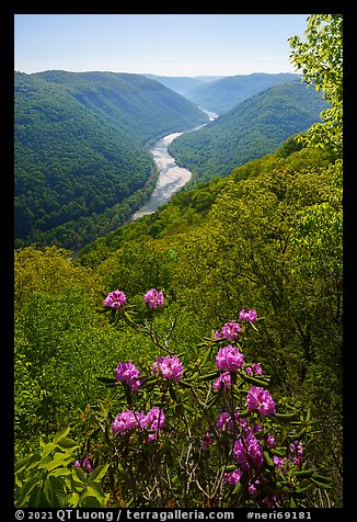 Rhododendron in bloom framing river gorge from Grandview. New River Gorge National Park and Preserve (color)