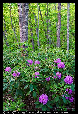 Rododendrons blooming in forest. New River Gorge National Park and Preserve (color)