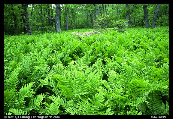 Ferns and rododendrons in spring. Shenandoah National Park (color)