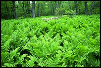 Ferns and rododendrons in spring. Shenandoah National Park