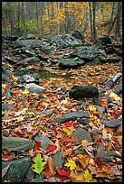 Fallen leaves and rocks in autumn. Shenandoah National Park