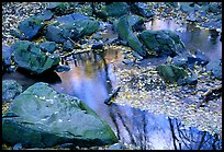 Reflexions of trees in a creek with fallen leaves. Shenandoah National Park