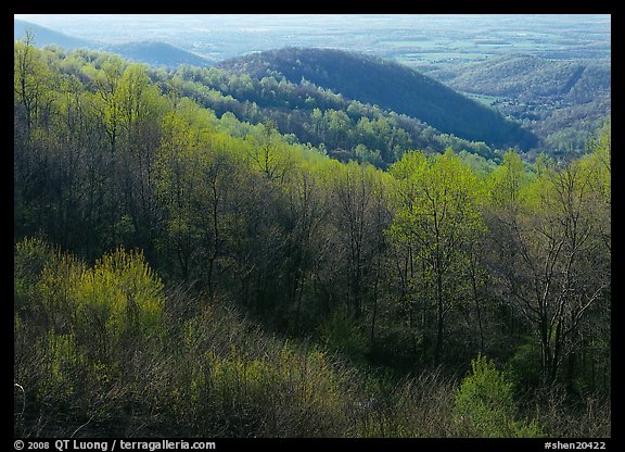 Trees and hills in the spring, late afternoon, Hensley Hollow. Shenandoah National Park, Virginia, USA.