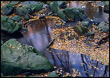 Reflections of trees in a creek with fallen leaves. Shenandoah National Park, Virginia, USA.