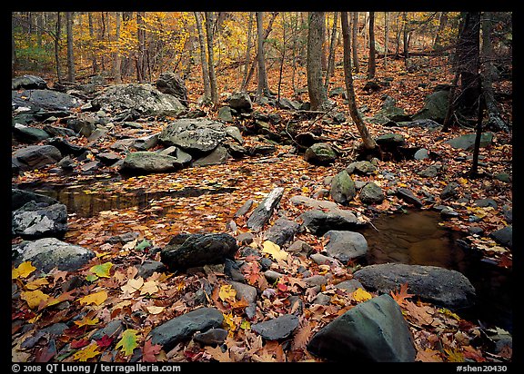 Forest floor, boulders, and trees in fall. Shenandoah National Park (color)