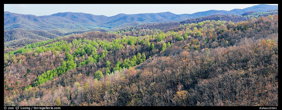 Hillside in early spring with some trees leafing out. Shenandoah National Park, Virginia, USA.