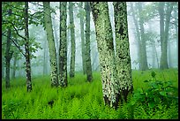 Lichen-covered tree trunks in foggy forest. Shenandoah National Park ( color)