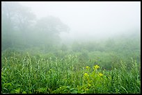 Meadow with wildflowers in fog, Little Hogback Overlook. Shenandoah National Park ( color)