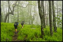 Appalachian Trail backpackers in foggy forest. Shenandoah National Park ( color)