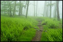 Appalachian Trail in foggy forest at springtime. Shenandoah National Park ( color)
