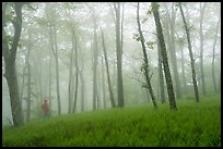 Visitor looking, misty forest. Shenandoah National Park, Virginia, USA.