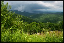Wildflowers and hills from Duck Hollow Overlook. Shenandoah National Park ( color)
