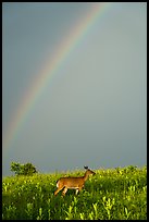 Rainbow and deer, Big Meadows. Shenandoah National Park ( color)