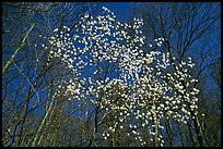 Tree in bloom amidst bare trees, afternoon. Shenandoah National Park