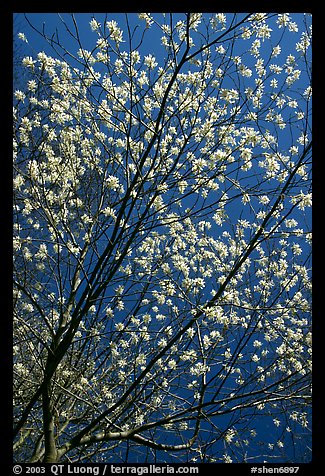 Blossoming tree against blue sky. Shenandoah National Park, Virginia, USA.
