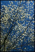 Blossoming tree against blue sky. Shenandoah National Park, Virginia, USA.