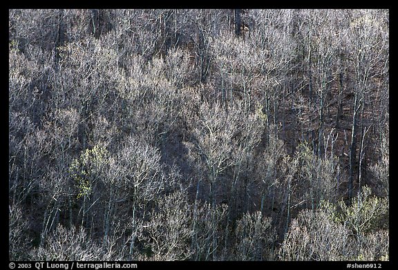 Bare trees on a hillside, morning. Shenandoah National Park, Virginia, USA.