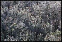 Bare trees on a hillside, morning. Shenandoah National Park, Virginia, USA. (color)
