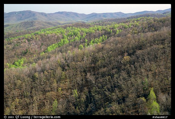 Hillside with bare trees and trees in early spring foliage. Shenandoah National Park, Virginia, USA.