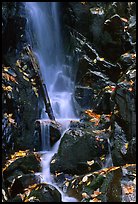 Cascade with fallen leaves. Shenandoah National Park, Virginia, USA. (color)