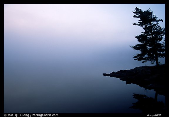 Tree in morning fog, Woodenfrog, Kabetogama Lake. Voyageurs National Park, Minnesota, USA.