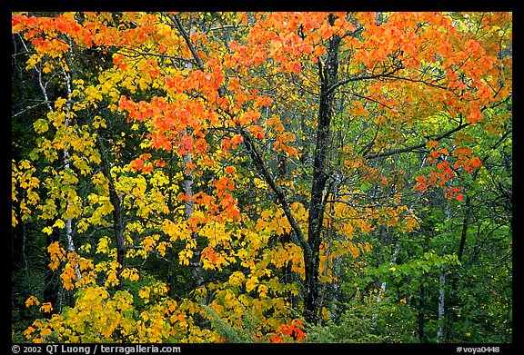 Trees in autumn foliage. Voyageurs National Park (color)