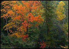 Trees with fall foliage. Voyageurs National Park ( color)