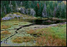 Beaver Pond. Voyageurs National Park, Minnesota, USA. (color)