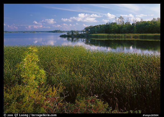 Aquatic grasses and lake, Black Bay. Voyageurs National Park (color)