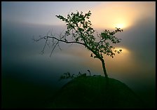 Sun, tree, and fog. Voyageurs National Park, Minnesota, USA. (color)