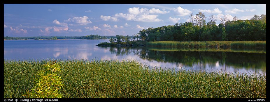 Reeds on lakeshore. Voyageurs National Park, Minnesota, USA.