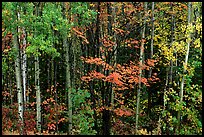 Mixed forest in autumn. Voyageurs National Park ( color)