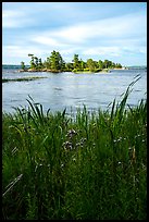Grasses, wildflowers, and islet, Sand Point Lake. Voyageurs National Park ( color)
