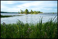 Wildflowers, and islet, Houseboat Island, Sand Point Lake. Voyageurs National Park ( color)