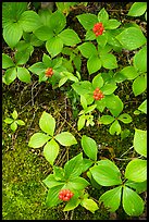 Close-up of red berries and leaves. Voyageurs National Park ( color)