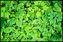 Close up of green undergrowth leaves. Voyageurs National Park, Minnesota, USA.