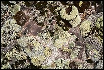 Close-up of lichens. Voyageurs National Park, Minnesota, USA.