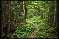 Trail in forest. Voyageurs National Park ( color)