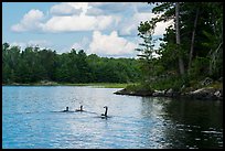 Loons, Namakan Lake. Voyageurs National Park ( color)