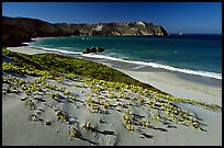 Sand dunes and Cuyler Harbor, afternoon, San Miguel Island. Channel Islands National Park, California, USA. (color)