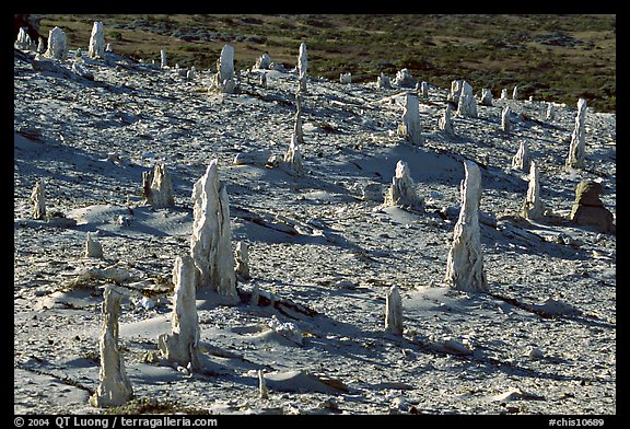 Caliche forest of petrified sand castings, San Miguel Island. Channel Islands National Park, California, USA.