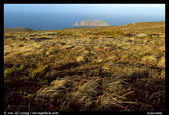 Grasses and Prince Island, San Miguel Island. Channel Islands National Park, California, USA.