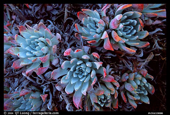 Live Forever (Dudleya) plants, San Miguel Island. Channel Islands National Park (color)