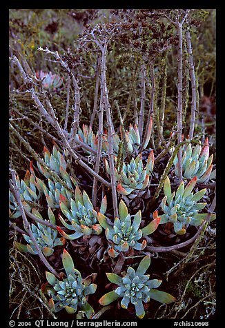 Sand Lettuce (Dudleya caespitosa) plants, San Miguel Island. Channel Islands National Park, California, USA.