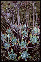 Sand Lettuce (Dudleya caespitosa) plants, San Miguel Island. Channel Islands National Park, California, USA. (color)