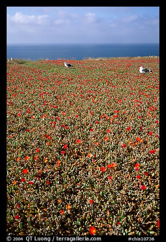 Iceplant flowers and seagulls, East Anacapa Island. Channel Islands National Park, California, USA.